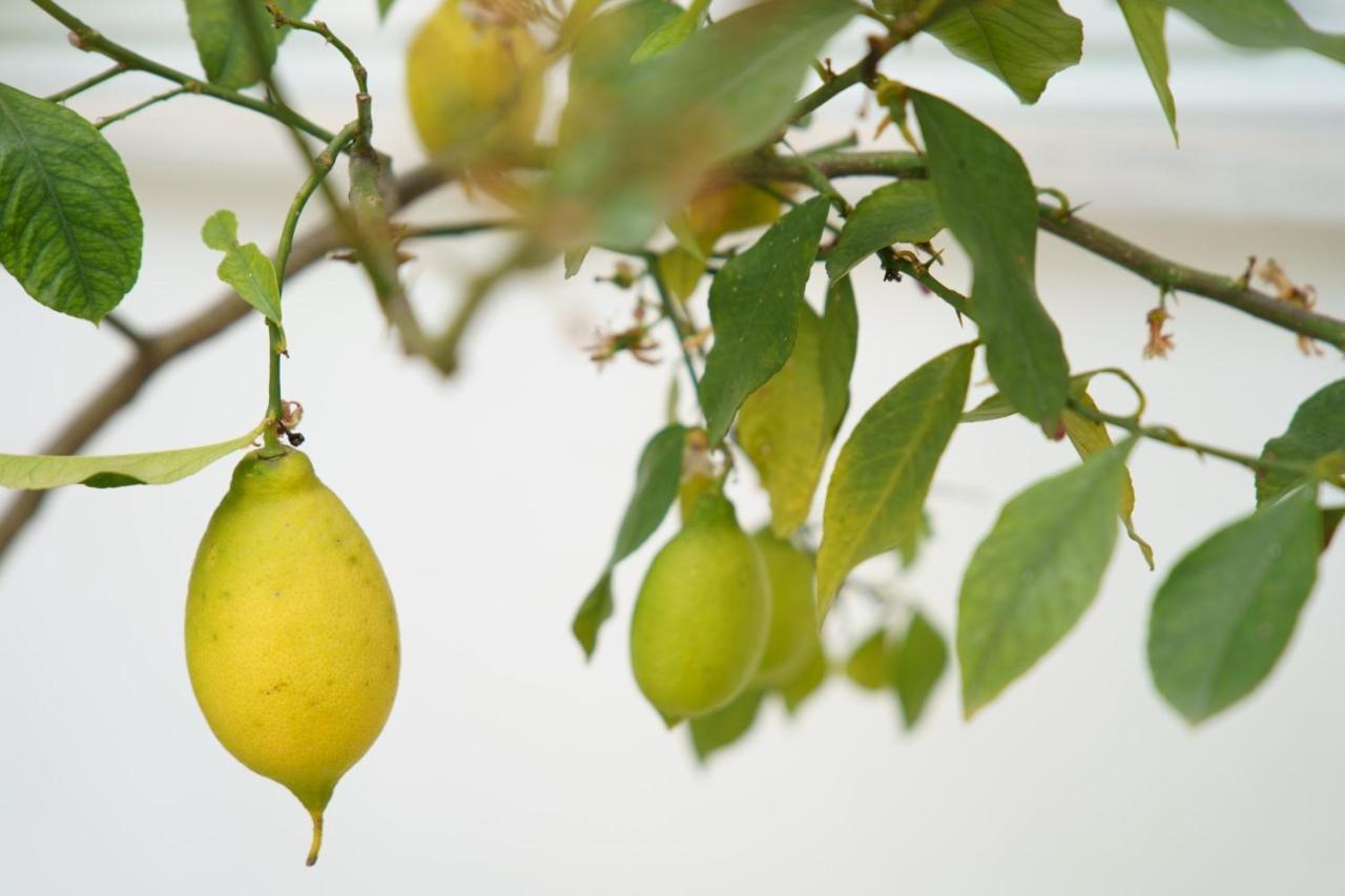 Lemon Tree Hotel Párga Zewnętrze zdjęcie